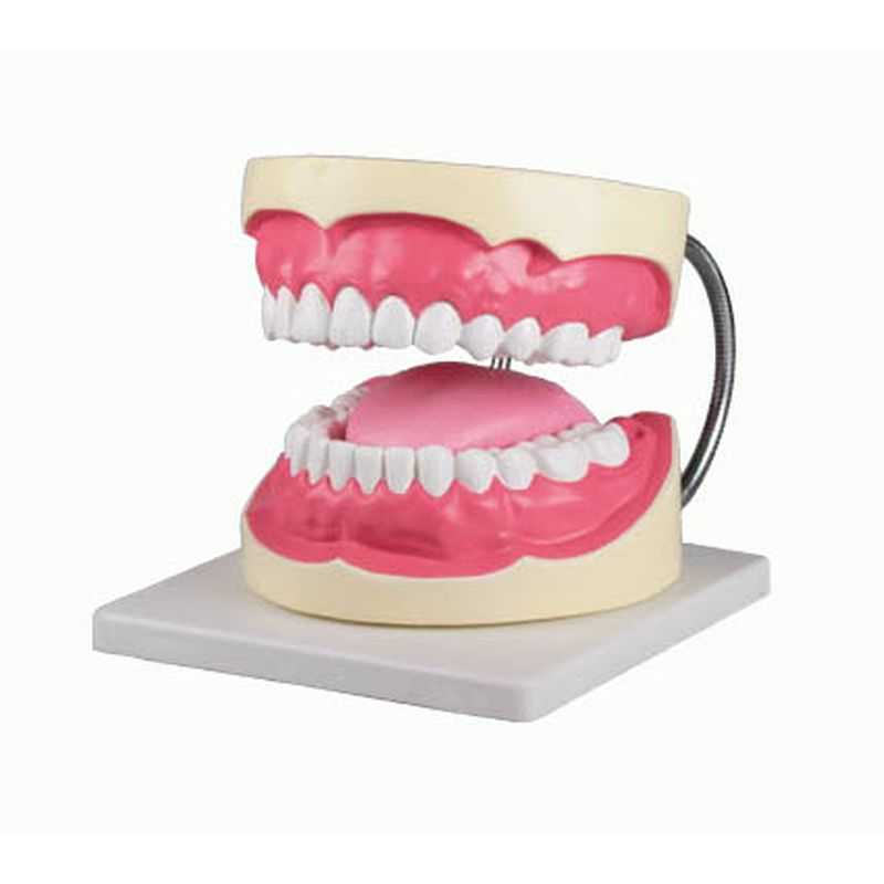 Erler-Zimmer Oral Hygiene Model (3x Enlarged)